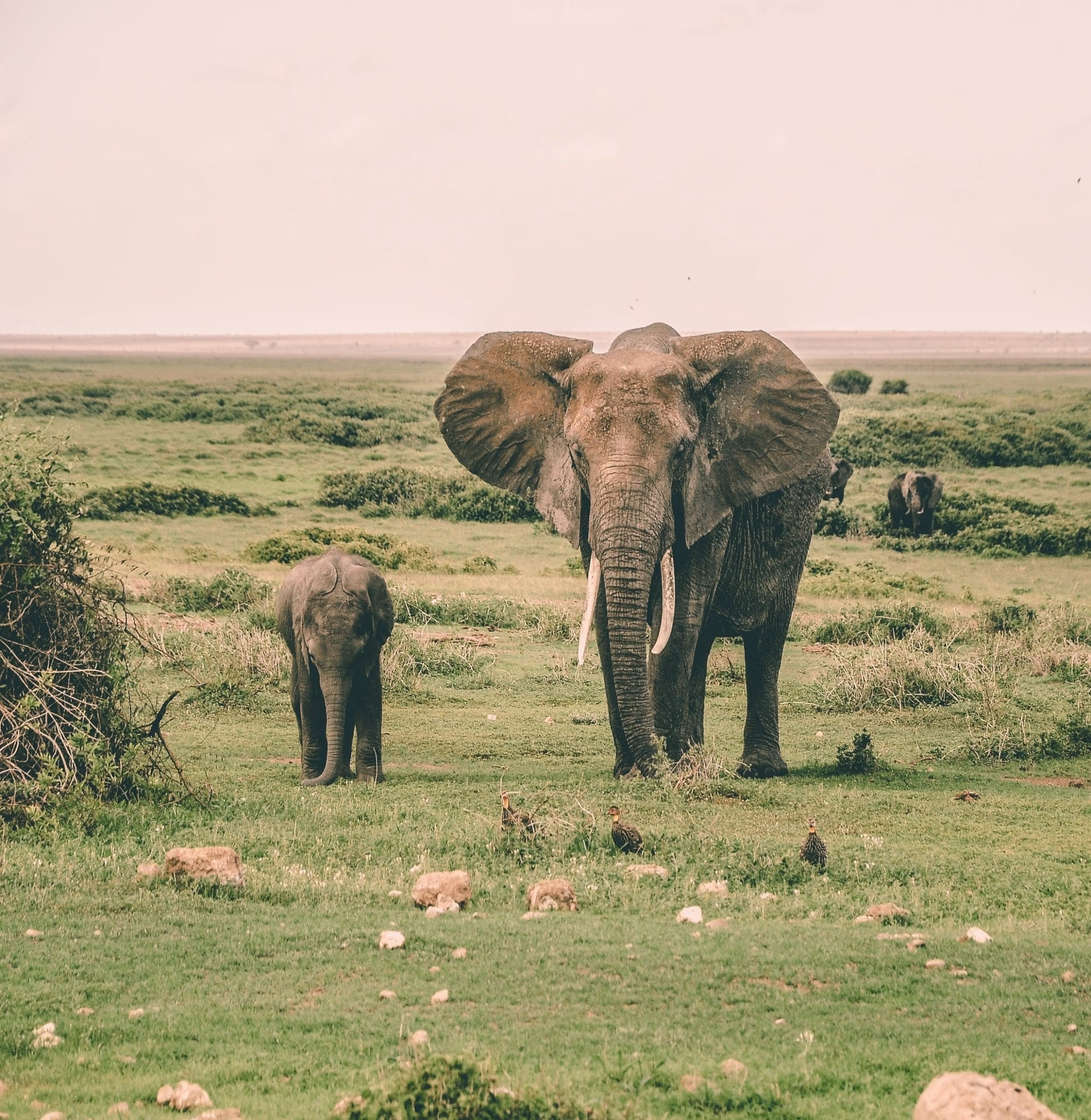Tours & Safaris Elephant 1 Scaled