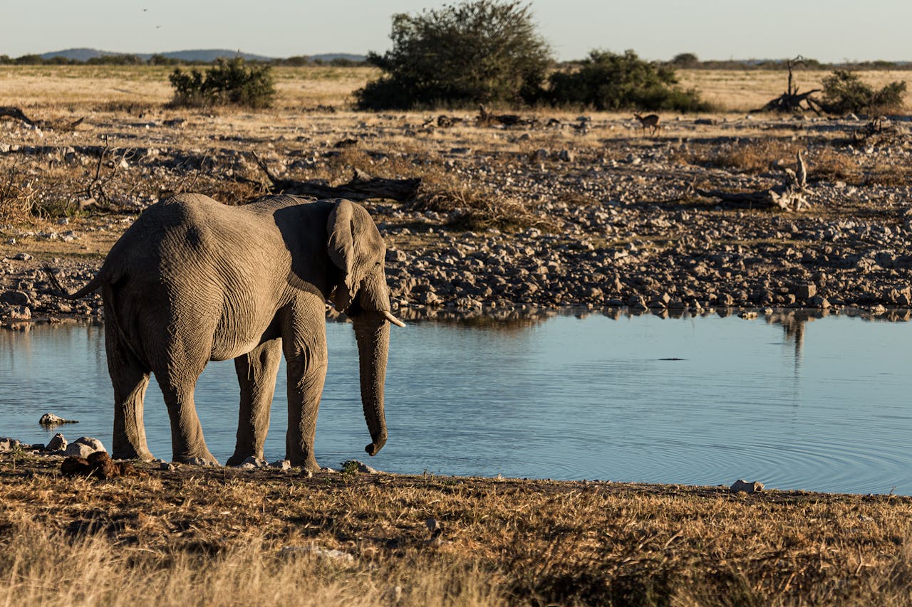 A lone African elephant stands beside a tranquil river in a wildlife reserve, captured in natural daylight.