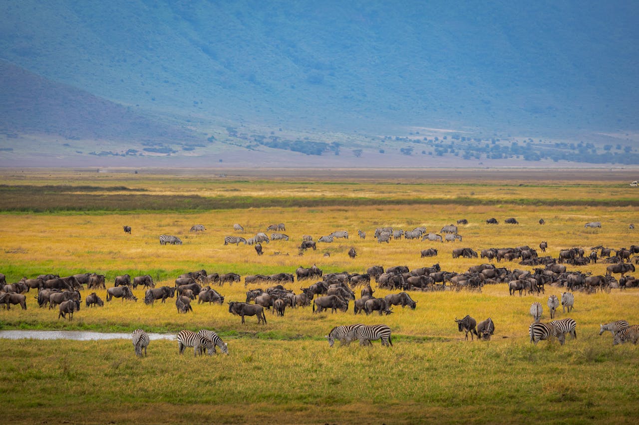 Vibrant scene of zebras and wildebeests in Tanzania's Ngorongoro Crater during migration
