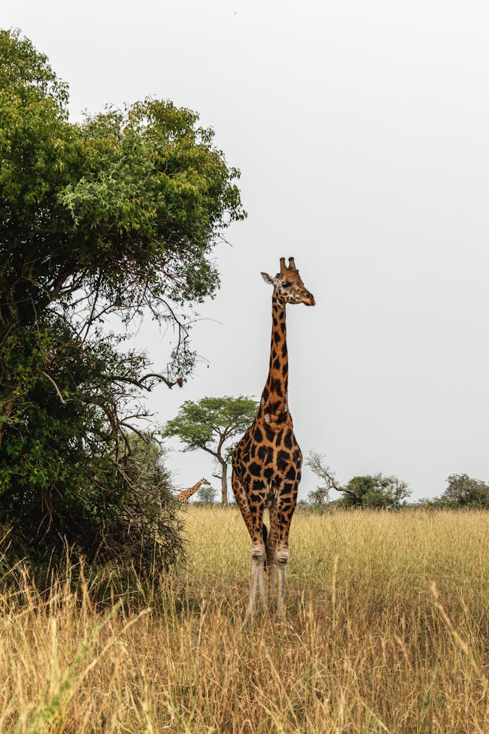 pexels photo 34632473.jpeg