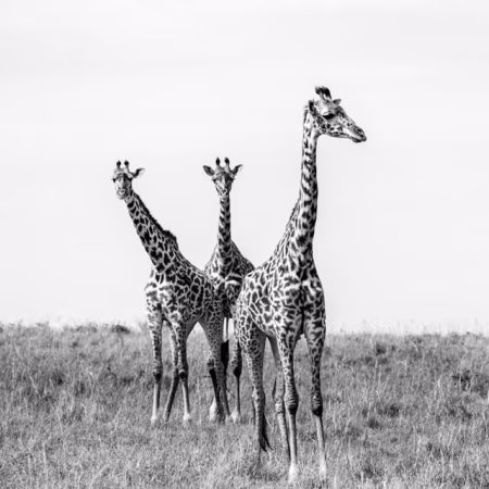 Tours & Safaris ahmed-galal-zT7xYxy14lc-unsplash